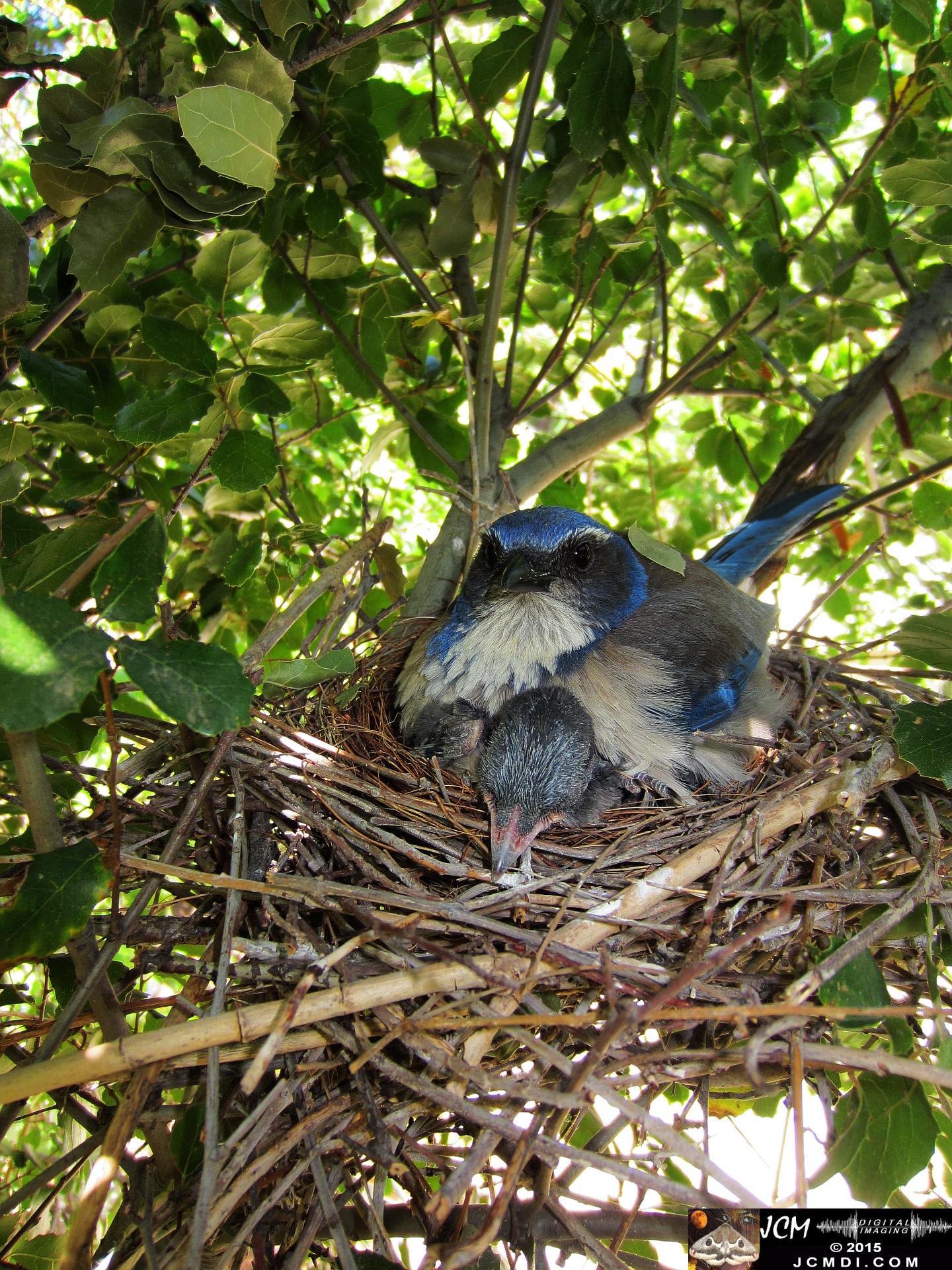 Scrub Jay Nest Documenatry with chicks